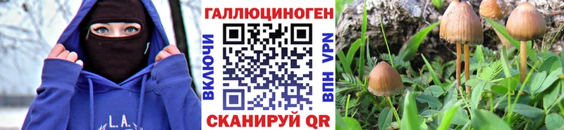 Купить где  Бобров  Псилоцибиновые грибы GOLDEN TEACHER 